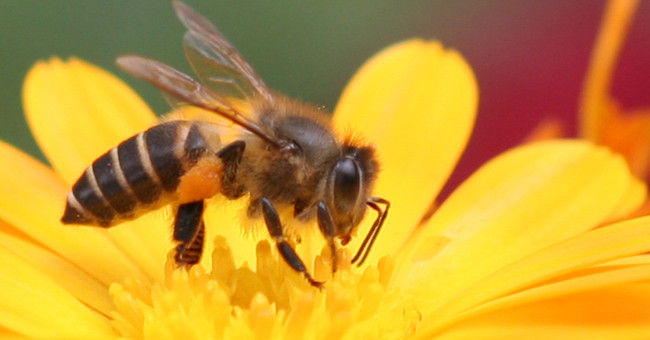 Do You Know How 'Honey' Bees Are?