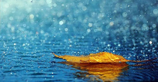 Do You Know the Rain That Releases 800,000 Trillion Ground Bacteria