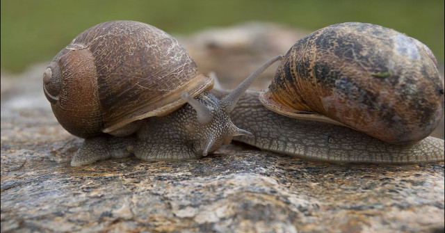 Doctors Discovered a Sea Snail Living in the Skin of an 11-year-old Boy