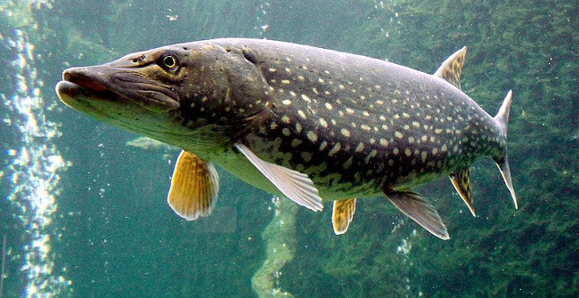 Dog Fish Find Ways to Submerge Birds into the Water to Eat Meat