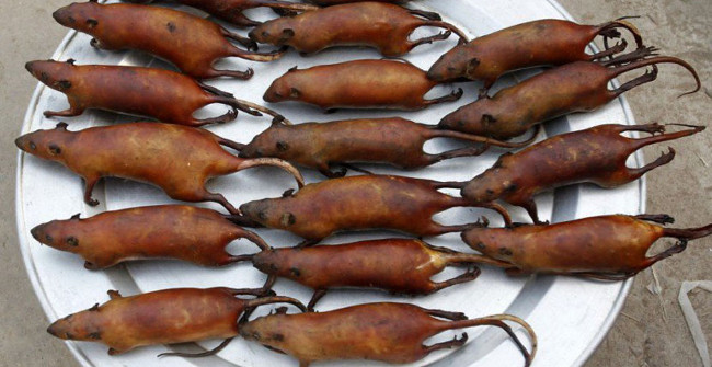 Eat Healthy Mouse Meat, Is It Good: Rat Meat