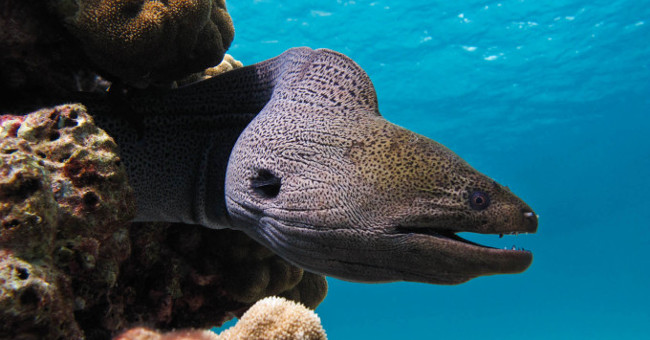 Eels Longer Than 2m Tear up the 'Cousins' Mercilessly