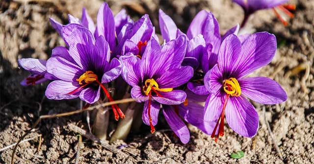 Effect of Saffron Pistil with Health and Beauty
