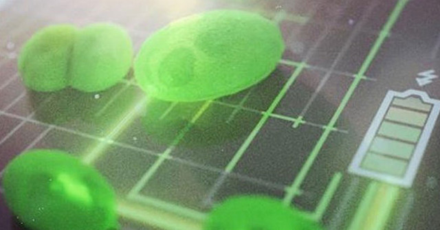 Engineers Reveal Batteries from New Algae with Many Advantages