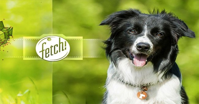 Experience the Fetch Fun App - What Is Your Dog?