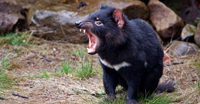 Explore the Mysterious World of Tasmanian Devils, the World's Largest Pocketed 'Killer'