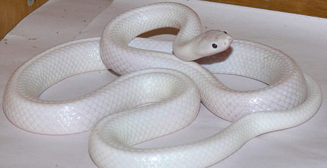 Extremely rare albino snakes found in Australia - TipsMake.com