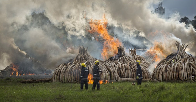 Eyes with the Picture That Destroyed 105 Tons of Ivory in Kenya - a Clear Message