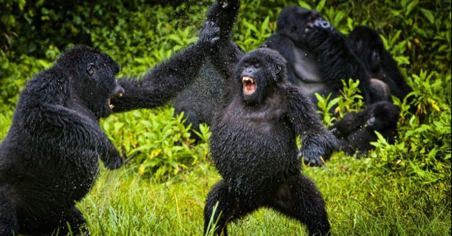 Falling from the Tree, the Chimp Was Beaten to Death