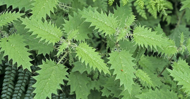 Fear of Poisonous Plants That Corrode Humans