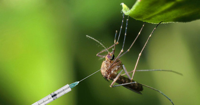 Female Mosquitoes Are Too 'Smart' to Refuse to 'Fall in Love'