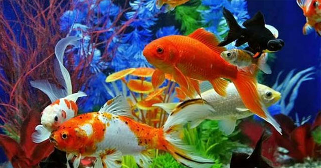 feng shui fish tank
