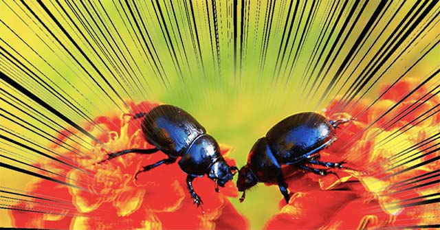 Fighting for Partners Can Help Animals Adapt Better When Their
