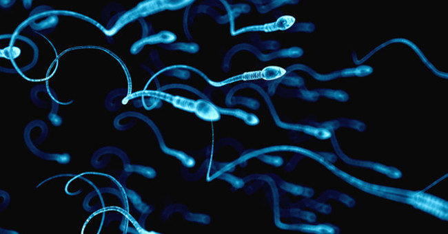 Find a Mathematical Formula That Determines How a Male Sperm Swimming