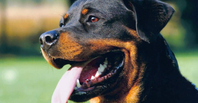 Find Traces of a 1,800-year-old Dog in the Roma Subway Project