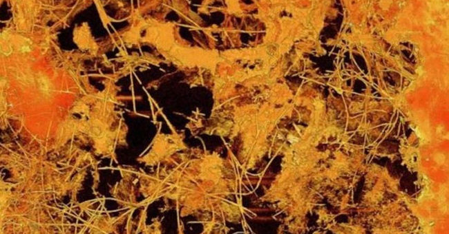 Finding New Fossils Can Represent the World's Oldest Fungus