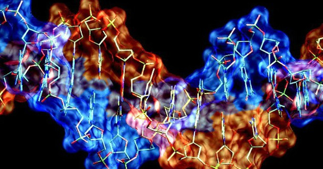 Finding New Vitamins Can Help Repair Damaged DNA, Reverse the Aging Process