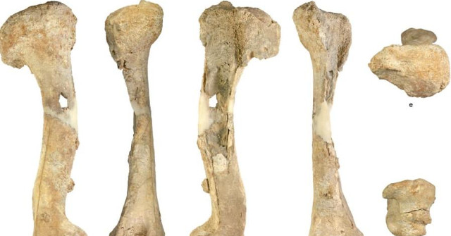 First Time in Israel: Ancient Deer Bones Were Discovered