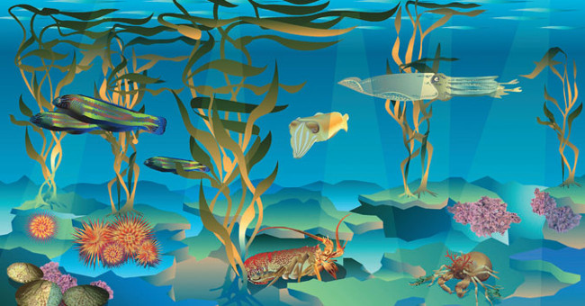 Fish Are Encroaching on the Sea Kelp Species