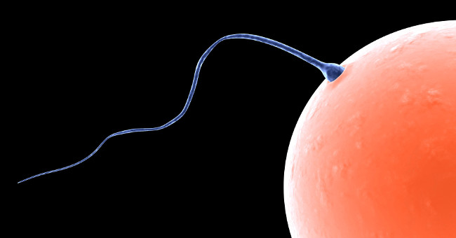Found Cells Responsible for Repairing Damaged Testicles