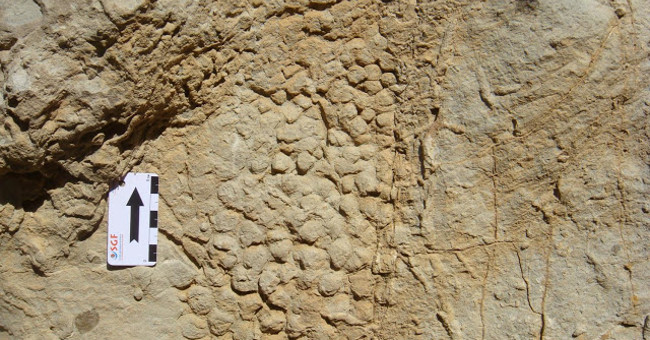 Found Dinosaur Skin at the End of White Chalk