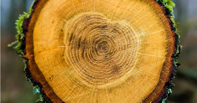 Found Evidence of Sun Storm in Wood Rings: Solar Storm