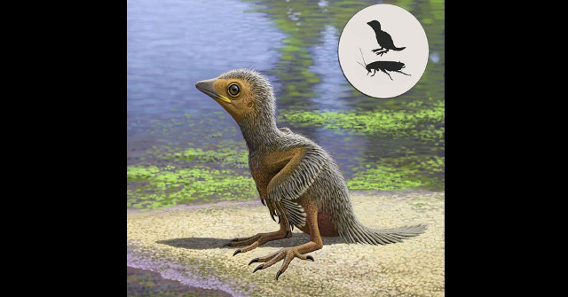 Found Fossils of Prehistoric 127 Million Year Old Small Birds