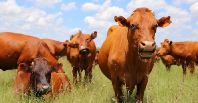Found New Proteins That Provide Clues to Kill and Prevent Swine Flu Virus from Spreading
