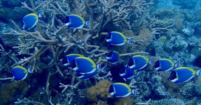Found Shelter for Corals Threatened by Global Warming