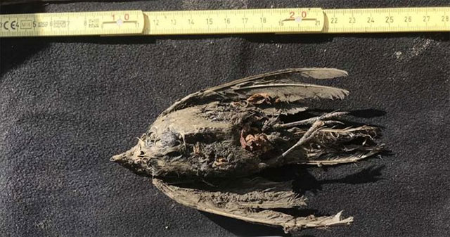 Found the Bird Preserved Naturally in the Permafrost, 46,000