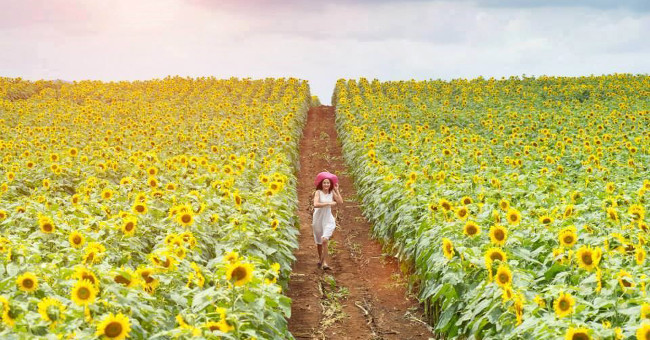 From a to Z Travel Experience Watching Sunflower Nghe An