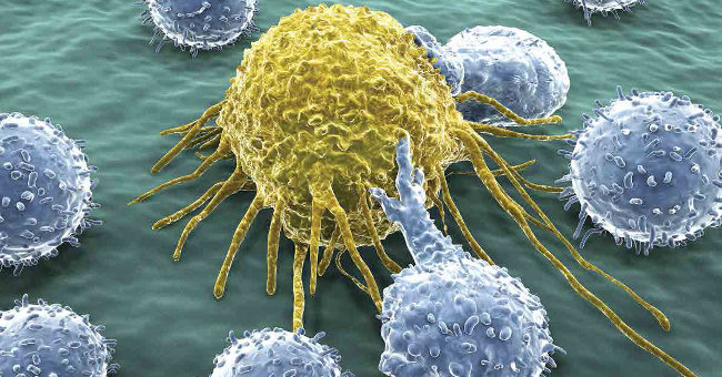 Genetically Modified Bacteria in Shellfish Help Kill Cancer Tumors