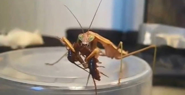 Giant Centipedes and Mantis