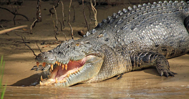 Giant Crocodile Wrecks, Tearing Kangaroo in the Blink of an Eye