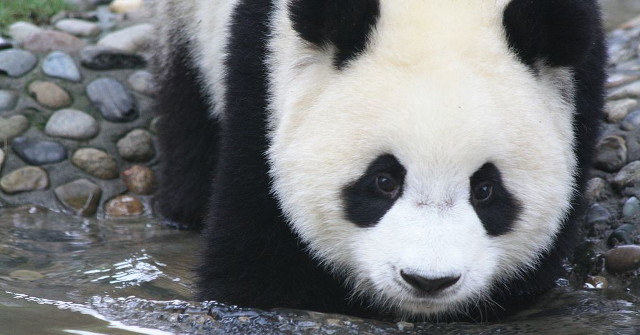 Giant Pandas May Originate from Europe