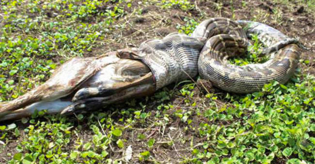 Giant Pythons Devoured Goats and Were Caught