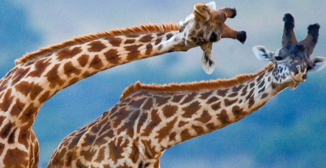 Giraffes Have a Long Neck Not to Eat Leaves on the Tops of Trees