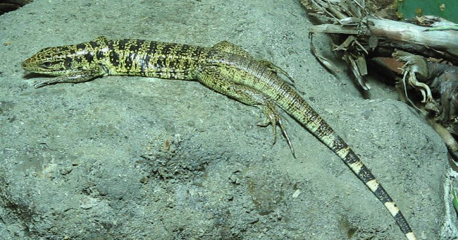 Global Warming Is Killing Intestinal Bacteria in Lizards