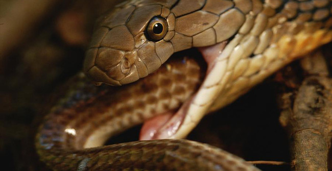 Going on the Wrong Road, the Rat Snake Is Re-eaten by the Tiger