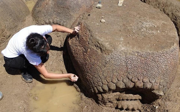 Going to Herd Cow, Accidentally Discovered Fossil 'Monster'