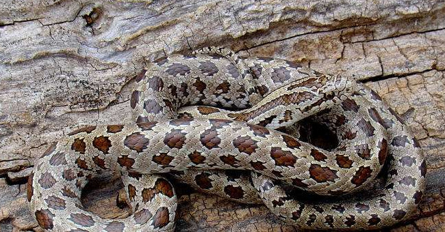 Golden Belly Kingsnake Snake, America Has up to 3 Species Instead of Just 1 Species Compared