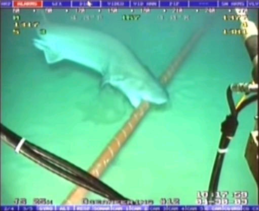 Google 'Marine' White Shark Sharks