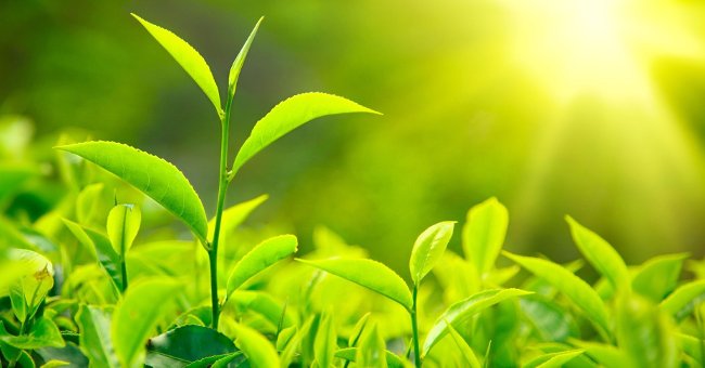 Greenery - the Main Color of Green Color of 2017