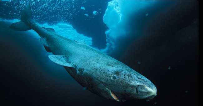 Greenland Sharks Are the Longest Living Animals on the Planet, 400
