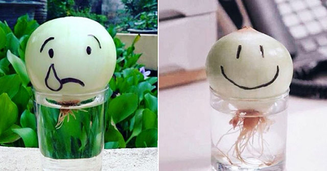 Growing Onions in a Glass of Water Can Both Decorate and Help