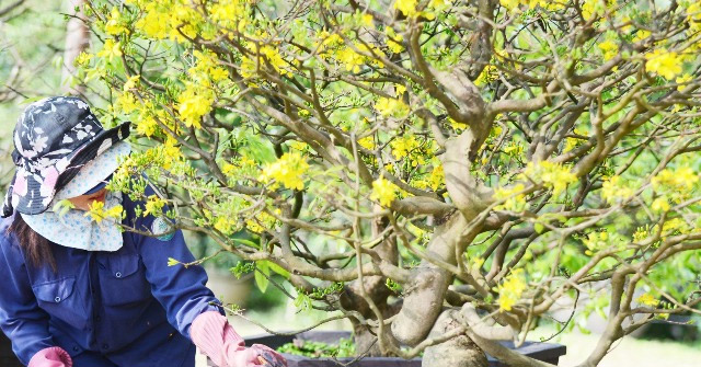 Guide to Caring for Apricot Trees After Tet
