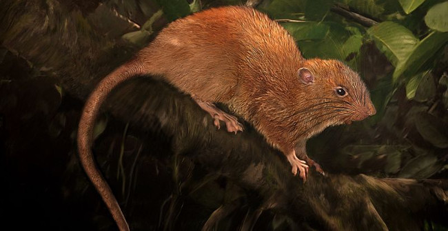Half a Meter Long Mouse That Can Bite the Coconut for the First