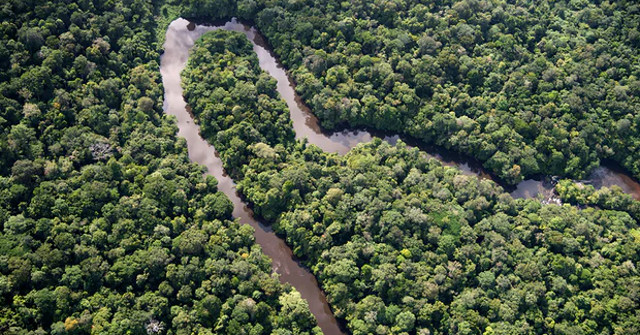 Half of the Wild Animals of Large Forests May Disappear as the Planet Heats Up