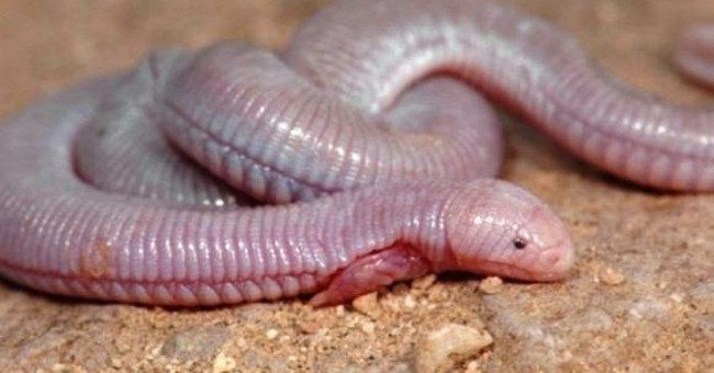 Hate to Make a Strange Snake Lizard-like Creature
