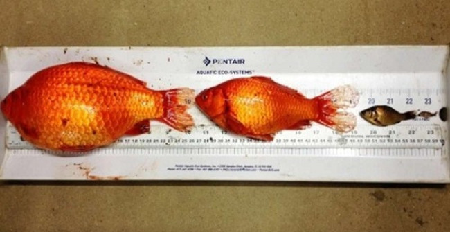 Herd of Goldfish Is as Big as a Disc, Which Is Dangerous
